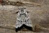 Acronicta auricoma
